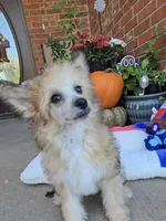 Benny Long Star Angel , a male Chinese Crested for sale in Amarillo, TX – 1 of 8