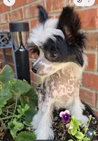 Hudson Long Star Angel , a male Chinese Crested for sale in Amarillo, TX – 5 of 5