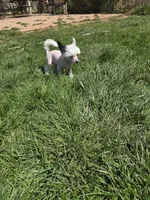 Grant Long Star Angel, a male Chinese Crested for sale in Amarillo, TX – Photo 5 of 5