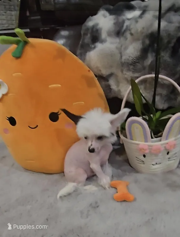 Grant Long Star Angel – Chinese Crested puppy for sale in Amarillo, TX