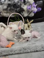 Grant Long Star Angel, a male Chinese Crested for sale in Amarillo, TX – Photo 4 of 5