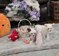 Grant Long Star Angel, a male Chinese Crested for sale in Amarillo, TX – Photo 3 of 5