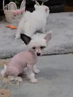 Grant Long Star Angel, a male Chinese Crested for sale in Amarillo, TX – Photo 2 of 5