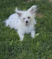 Filip Long Star Angel, a male Chinese Crested for sale in Amarillo, TX – 7 of 10