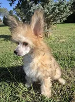 Benny Long Star Angel , a male Chinese Crested for sale in Amarillo, TX – 2 of 8