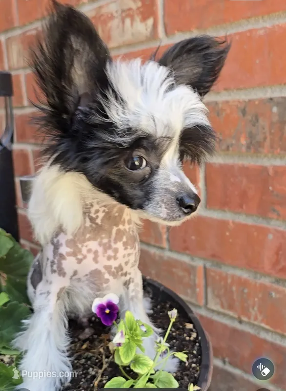 Hudson Long Star Angel  – Chinese Crested puppy for sale in Amarillo, TX