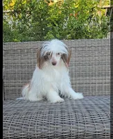 Dylan Long Star Angel , a male Chinese Crested for sale in Amarillo, TX – 3 of 3