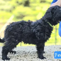Szomoru Fuz Fern, a male Mudi for sale in Bolingbrook, IL – Photo 6 of 10