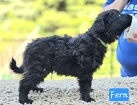 Szomoru Fuz Fern, a male Mudi for sale in Bolingbrook, IL – Photo 6 of 10