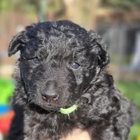 Szomoru Fuz Fern, a male Mudi for sale in Bolingbrook, IL – Photo 7 of 10