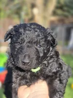 Szomoru Fuz Fern, a male Mudi for sale in Bolingbrook, IL – Photo 7 of 10