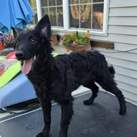 Szomoru Fuz Fern, a male Mudi for sale in Bolingbrook, IL – Photo 10 of 10