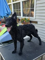 Szomoru Fuz Fern, a male Mudi for sale in Bolingbrook, IL – Photo 10 of 10