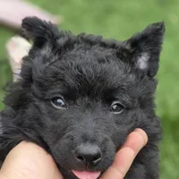 Szomoru Fuz Fern, a male Mudi for sale in Bolingbrook, IL – Photo 2 of 10
