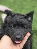Szomoru Fuz Fern, a male Mudi for sale in Bolingbrook, IL – Photo 2 of 10