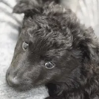 Szomoru Fuz Fern, a male Mudi for sale in Bolingbrook, IL – Photo 5 of 10