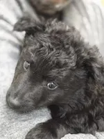 Szomoru Fuz Fern, a male Mudi for sale in Bolingbrook, IL – Photo 5 of 10