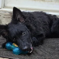 Szomoru Fuz Fern, a male Mudi for sale in Bolingbrook, IL – Photo 9 of 10