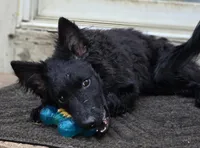 Szomoru Fuz Fern, a male Mudi for sale in Bolingbrook, IL – Photo 9 of 10