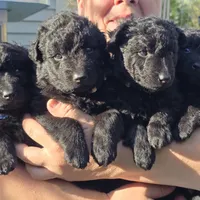 Szomoru Fuz Fern, a male Mudi for sale in Bolingbrook, IL – Photo 3 of 10