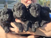 Szomoru Fuz Fern, a male Mudi for sale in Bolingbrook, IL – Photo 3 of 10