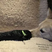 Szomoru Fuz Fern, a male Mudi for sale in Bolingbrook, IL – Photo 4 of 10