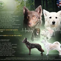 Szomoru Fuz Fern, a male Mudi for sale in Bolingbrook, IL – Photo 1 of 10