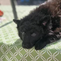 Szomoru Fuz Wisp, a male Mudi for sale in Bolingbrook, IL – Photo 6 of 10