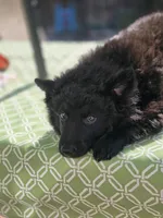 Szomoru Fuz Wisp, a male Mudi for sale in Bolingbrook, IL – Photo 6 of 10