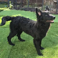 Szomoru Fuz Wisp, a male Mudi for sale in Bolingbrook, IL – Photo 8 of 10