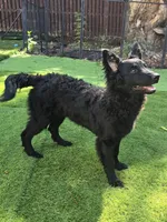 Szomoru Fuz Wisp, a male Mudi for sale in Bolingbrook, IL – Photo 8 of 10