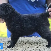 Szomoru Fuz Wisp, a male Mudi for sale in Bolingbrook, IL – Photo 3 of 10