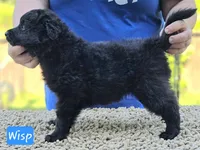 Szomoru Fuz Wisp, a male Mudi for sale in Bolingbrook, IL – Photo 3 of 10