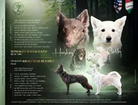 Szomoru Fuz Wisp, a male Mudi for sale in Bolingbrook, IL – Photo 1 of 10