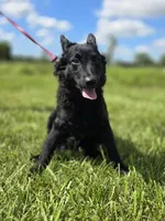 Szomoru Fuz Wisp, a male Mudi for sale in Bolingbrook, IL – Photo 9 of 10