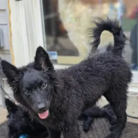 Szomoru Fuz Wisp, a male Mudi for sale in Bolingbrook, IL – Photo 10 of 10
