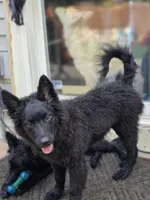 Szomoru Fuz Wisp, a male Mudi for sale in Bolingbrook, IL – Photo 10 of 10