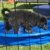 Szomoru Fuz Wisp, a male Mudi for sale in Bolingbrook, IL – Photo 4 of 10
