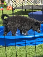 Szomoru Fuz Wisp, a male Mudi for sale in Bolingbrook, IL – Photo 4 of 10