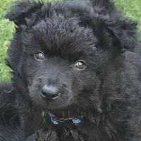 Szomoru Fuz Wisp, a male Mudi for sale in Bolingbrook, IL – Photo 2 of 10