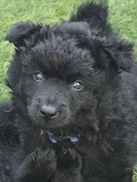 Szomoru Fuz Wisp, a male Mudi for sale in Bolingbrook, IL – Photo 2 of 10