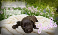 Akc Liver Jacks, a male Miniature Schnauzer for sale in Marion, VA – 1 of 2