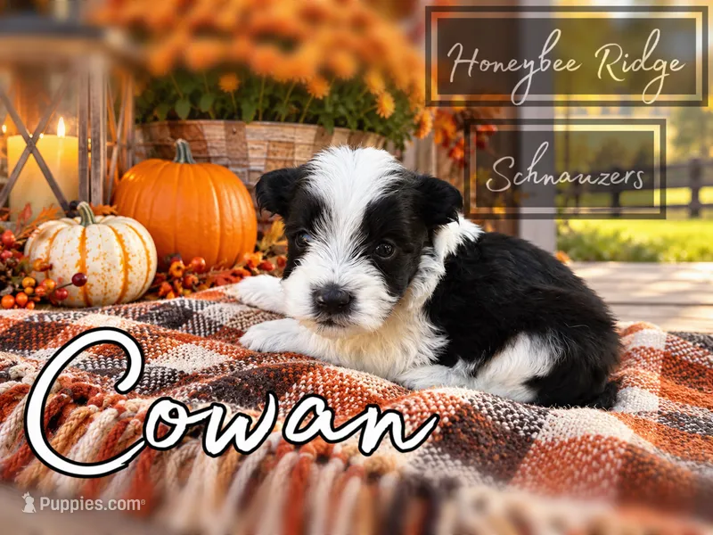 Akc Cowan – Miniature Schnauzer puppy for sale in Marion, VA