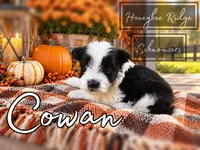 Akc Cowan, a male Miniature Schnauzer for sale in Marion, VA – 1 of 3
