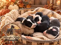 Akc Light Salt and Pepper , a female Miniature Schnauzer for sale in Marion, VA – 2 of 2