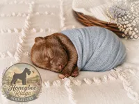 Akc Liver Male, a male Miniature Schnauzer for sale in Marion, VA – 1 of 1