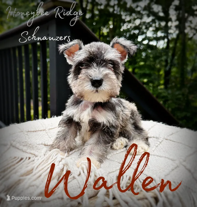 Akc Wallen – Miniature Schnauzer puppy for sale in Marion, VA
