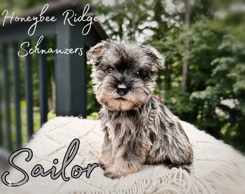 Akc Sailor – Miniature Schnauzer puppy for sale in Marion, VA