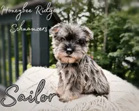 Akc Sailor, a male Miniature Schnauzer for sale in Marion, VA – 2 of 5