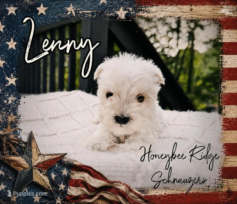 Akc Lenny – Miniature Schnauzer puppy for sale in Marion, VA